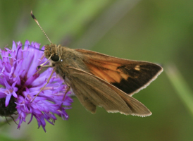 Aaron's Skipper